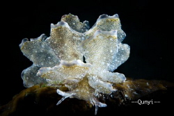 Cyerce Bourbonica nudibranch. Shot by sony 6500. by Qunyi Zhang 